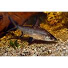 Акулий Барбус (Balantiocheilos melanopterus)