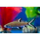 Акулий Барбус (Balantiocheilos melanopterus)