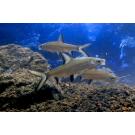 Акулий Барбус (Balantiocheilos melanopterus)