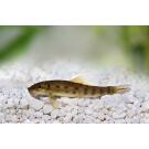 Геринохейлус Водорослеед (Gyrinocheilus aymonieri)