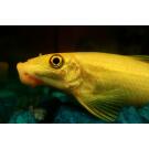 Геринохейлус Водорослеед (Gyrinocheilus aymonieri)