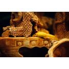 Геринохейлус Водорослеед (Gyrinocheilus aymonieri)