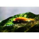 Геринохейлус Водорослеед (Gyrinocheilus aymonieri)