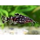 Сом Агамикс звездчатый (Agamyxis albomaculatus) 3-4см