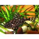 Сом Агамикс звездчатый (Agamyxis albomaculatus) 3-4см