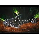 Сом Агамикс звездчатый (Agamyxis albomaculatus) 3-4см