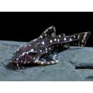 Сом Агамикс звездчатый (Agamyxis albomaculatus) 3-4см