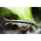 Сиамский Водорослеед (Crossocheilus siamensis)