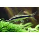 Сиамский Водорослеед (Crossocheilus siamensis)