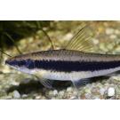 Сиамский Водорослеед (Crossocheilus siamensis)