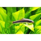 Сиамский Водорослеед (Crossocheilus siamensis)