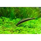 Сиамский Водорослеед (Crossocheilus siamensis)