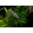 Сиамский Водорослеед (Crossocheilus siamensis)