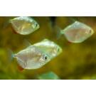 Рыба Серебрянный доллар (Metynnis argenteus)