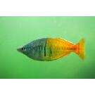 Радужница Боэсмана (Melanotaenia boesemani)