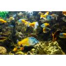 Радужница Боэсмана (Melanotaenia boesemani)