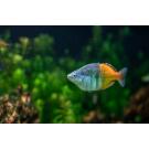 Радужница Боэсмана (Melanotaenia boesemani)