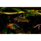 Радужница Боэсмана (Melanotaenia boesemani)