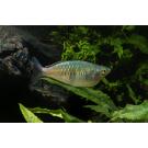 Радужница Боэсмана (Melanotaenia boesemani)