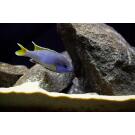 Псевдотрофеус (Pseudotropheus sp.)