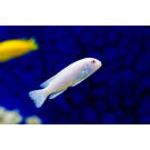 Псевдотрофеус (Pseudotropheus sp.)