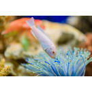 Псевдотрофеус (Pseudotropheus sp.)