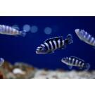 Псевдотрофеус (Pseudotropheus sp.)