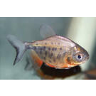 Пиранья Красный Паку (Piaractus brachypomus)