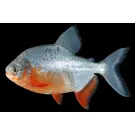 Пиранья Красный Паку (Piaractus brachypomus)