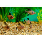 Орнатус (Hyphessobrycon ornatus)