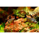 Орнатус (Hyphessobrycon ornatus)