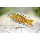 Макропод (Macropodus opercularis) 3-4 см