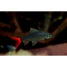 Лабео двухцветный (Labeo bicolor)