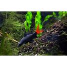 Лабео двухцветный (Labeo bicolor)