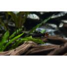 Лабео двухцветный (Labeo bicolor)