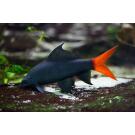 Лабео двухцветный (Labeo bicolor)