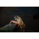 Креветка фильтратор (Atyopsis moluccensis) 6-7см