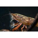 Креветка фильтратор (Atyopsis moluccensis) 6-7см