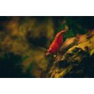 Креветка Красный Огонь (Neocaridina heteropoda var. Fire Red)