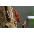 Креветка Красный Огонь (Neocaridina heteropoda var. Fire Red)