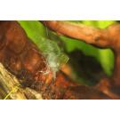 Креветка Красный Огонь (Neocaridina heteropoda var. Fire Red)