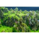 Креветка Красный Огонь (Neocaridina heteropoda var. Fire Red)