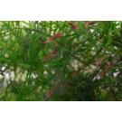 Креветка Красный Огонь (Neocaridina heteropoda var. Fire Red)