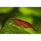 Креветка Красный Огонь (Neocaridina heteropoda var. Fire Red)