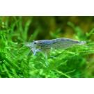 Креветка Амано