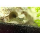 Креветка Амано