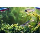 Креветка Амано