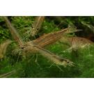 Креветка Амано