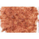 48гр Лакомство для рыб TETRA FreshDelica Krill в виде желе, Креветка