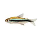 Неон Черный (Hyphessobrycon herbertaxelrodi)